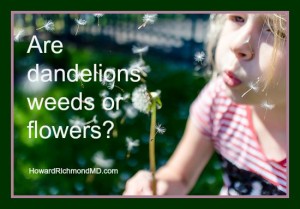 Dandelions - friend or foe